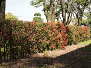 kanamemochi_01