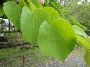 katsura_01
