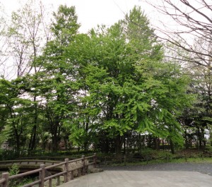 katsura_03