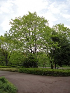 konara_01