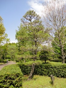 kuromatsu_01