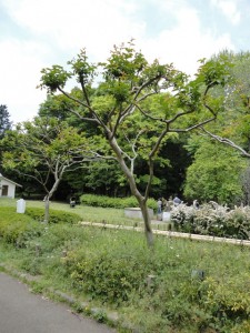 sarusuberi_01