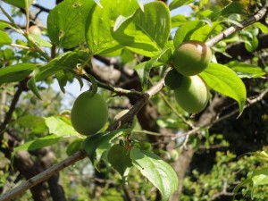 ume_02