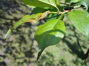 ume_03